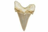 Serrated Sokolovi (Auriculatus) Shark Tooth - Dakhla, Morocco #249691-1